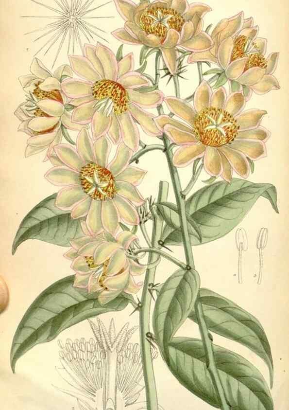 Reproducción/Reproduction 35307937021: Curtis's botanical magazine.. London ; New York [etc.] :Academic Press [etc.]