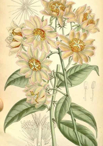 Reproducción/Reproduction 35307937021: Curtis's botanical magazine.. London ; New York [etc.] :Academic Press [etc.]