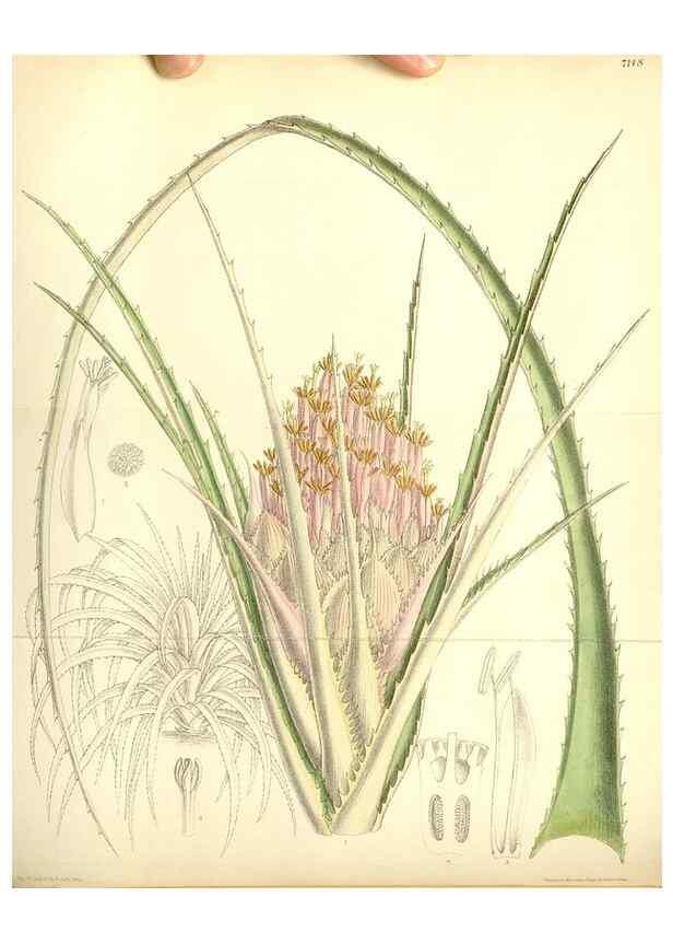 Reproducción/Reproduction 35307938901: Curtis's botanical magazine.. London ; New York [etc.] :Academic Press [etc.]