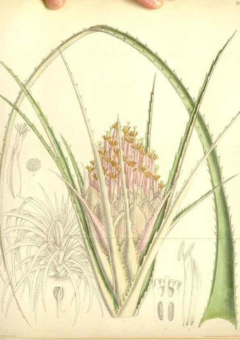 Reproducción/Reproduction 35307938901: Curtis's botanical magazine.. London ; New York [etc.] :Academic Press [etc.]