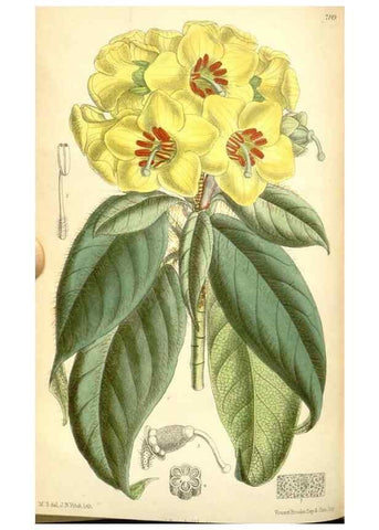 Reproducción/Reproduction 35397871536: Curtis's botanical magazine.. London ; New York [etc.] :Academic Press [etc.]