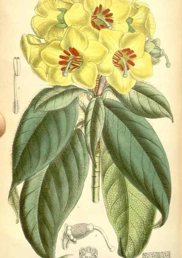 Reproducción/Reproduction 35397871536: Curtis's botanical magazine.. London ; New York [etc.] :Academic Press [etc.]