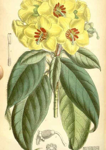 Reproducción/Reproduction 35397871536: Curtis's botanical magazine.. London ; New York [etc.] :Academic Press [etc.]