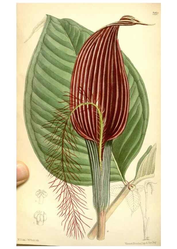 Reproducción/Reproduction 35270960812: Curtis's botanical magazine.. London ; New York [etc.] :Academic Press [etc.]