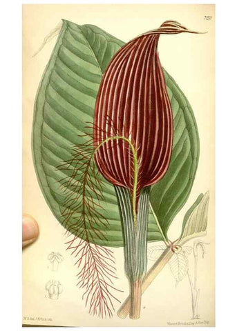 Reproducción/Reproduction 35270960812: Curtis's botanical magazine.. London ; New York [etc.] :Academic Press [etc.]