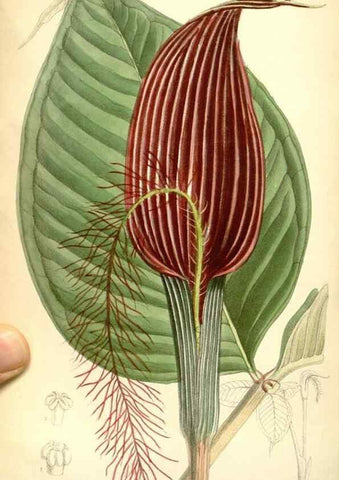 Reproducción/Reproduction 35270960812: Curtis's botanical magazine.. London ; New York [etc.] :Academic Press [etc.]