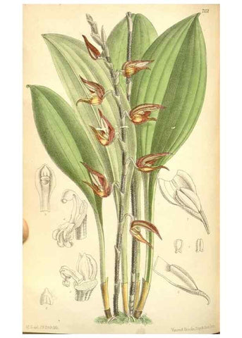 Reproducción/Reproduction 35270963012: Curtis's botanical magazine.. London ; New York [etc.] :Academic Press [etc.]
