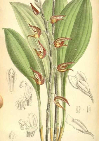 Reproducción/Reproduction 35270963012: Curtis's botanical magazine.. London ; New York [etc.] :Academic Press [etc.]