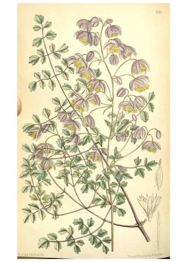 Reproducción/Reproduction 35270964792: Curtis's botanical magazine.. London ; New York [etc.] :Academic Press [etc.]