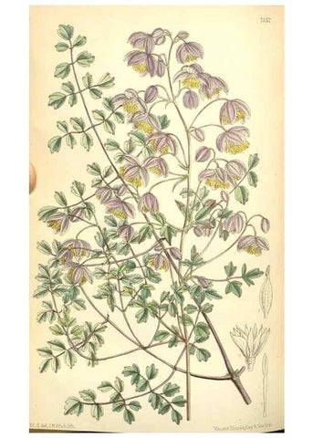 Reproducción/Reproduction 35270964792: Curtis's botanical magazine.. London ; New York [etc.] :Academic Press [etc.]