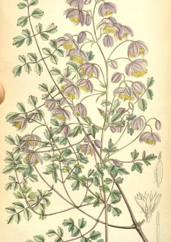 Reproducción/Reproduction 35270964792: Curtis's botanical magazine.. London ; New York [etc.] :Academic Press [etc.]