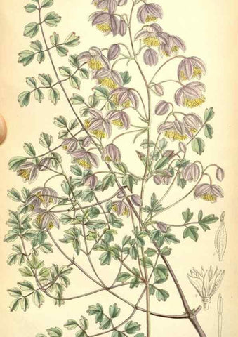 Reproducción/Reproduction 35270964792: Curtis's botanical magazine.. London ; New York [etc.] :Academic Press [etc.]