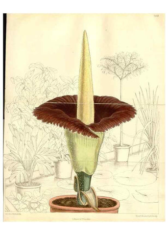 Reproducción/Reproduction 35437667225: Curtis's botanical magazine.. London ; New York [etc.] :Academic Press [etc.]