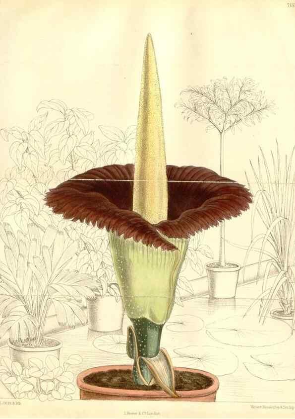 Reproducción/Reproduction 35437667225: Curtis's botanical magazine.. London ; New York [etc.] :Academic Press [etc.]