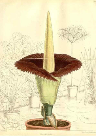 Reproducción/Reproduction 35437667225: Curtis's botanical magazine.. London ; New York [etc.] :Academic Press [etc.]