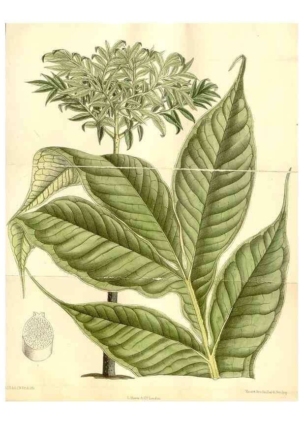 Reproducción/Reproduction 35271040342: Curtis's botanical magazine.. London ; New York [etc.] :Academic Press [etc.]