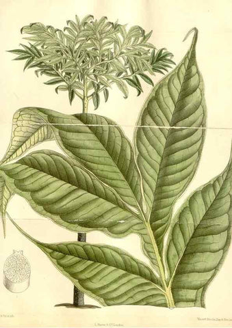 Reproducción/Reproduction 35271040342: Curtis's botanical magazine.. London ; New York [etc.] :Academic Press [etc.]