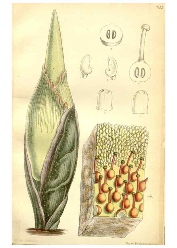 Reproducción/Reproduction 34595768424: Curtis's botanical magazine.. London ; New York [etc.] :Academic Press [etc.]