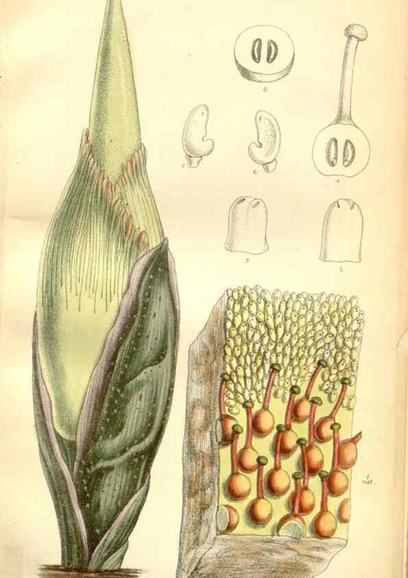 Reproducción/Reproduction 34595768424: Curtis's botanical magazine.. London ; New York [etc.] :Academic Press [etc.]