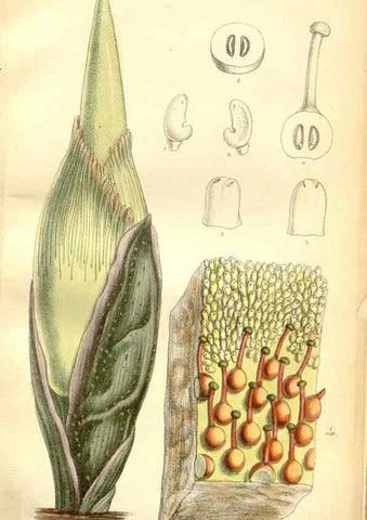 Reproducción/Reproduction 34595768424: Curtis's botanical magazine.. London ; New York [etc.] :Academic Press [etc.]
