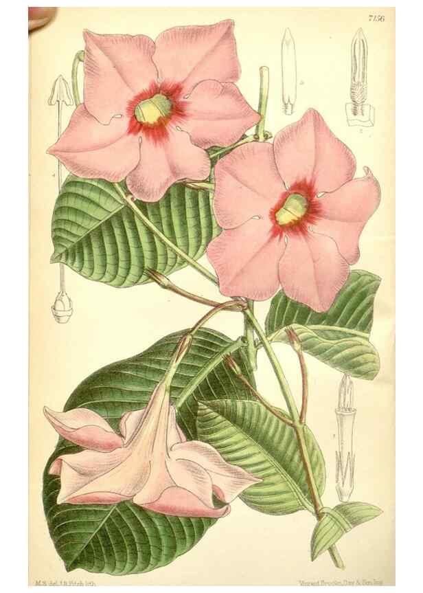 Reproducción/Reproduction 35437670575: Curtis's botanical magazine.. London ; New York [etc.] :Academic Press [etc.]