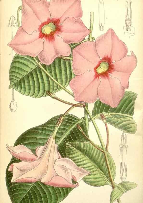 Reproducción/Reproduction 35437670575: Curtis's botanical magazine.. London ; New York [etc.] :Academic Press [etc.]