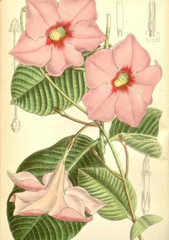 Reproducción/Reproduction 35437670575: Curtis's botanical magazine.. London ; New York [etc.] :Academic Press [etc.]