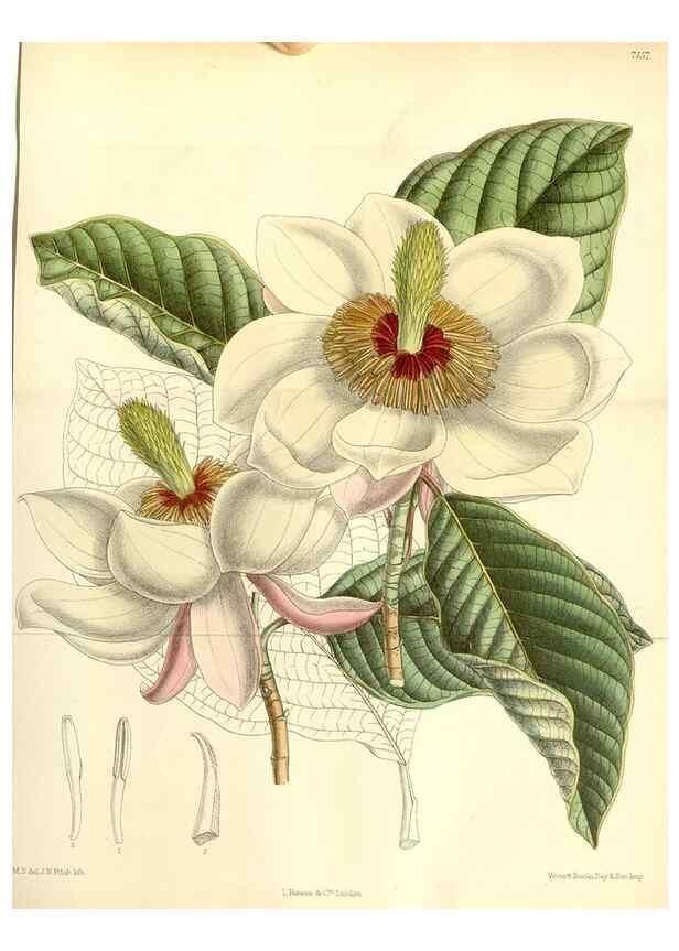 Reproducción/Reproduction 35271048952: Curtis's botanical magazine.. London ; New York [etc.] :Academic Press [etc.]