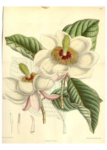Reproducción/Reproduction 35271048952: Curtis's botanical magazine.. London ; New York [etc.] :Academic Press [etc.]