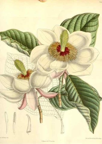 Reproducción/Reproduction 35271048952: Curtis's botanical magazine.. London ; New York [etc.] :Academic Press [etc.]