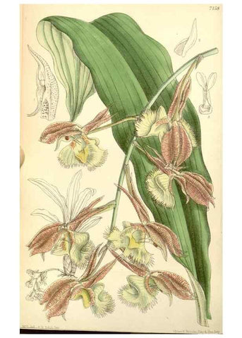Reproducción/Reproduction 35271050732: Curtis's botanical magazine.. London ; New York [etc.] :Academic Press [etc.]