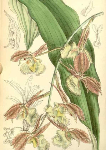 Reproducción/Reproduction 35271050732: Curtis's botanical magazine.. London ; New York [etc.] :Academic Press [etc.]