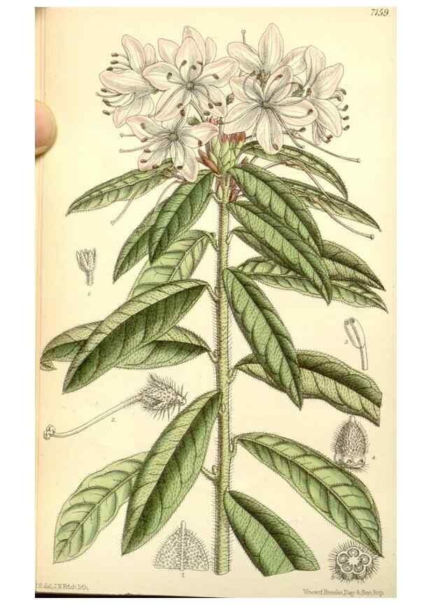 Reproducción/Reproduction 35050550530: Curtis's botanical magazine.. London ; New York [etc.] :Academic Press [etc.]