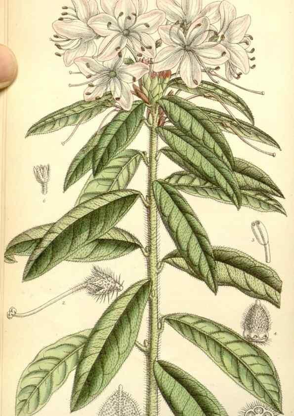 Reproducción/Reproduction 35050550530: Curtis's botanical magazine.. London ; New York [etc.] :Academic Press [etc.]
