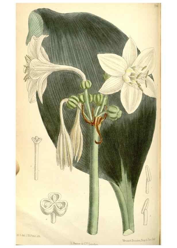 Reproducción/Reproduction 35307932381: Curtis's botanical magazine.. London ; New York [etc.] :Academic Press [etc.]