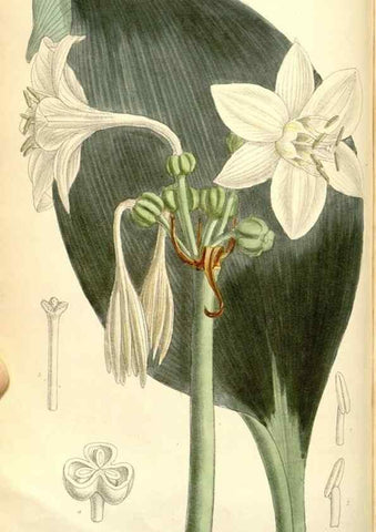 Reproducción/Reproduction 35307932381: Curtis's botanical magazine.. London ; New York [etc.] :Academic Press [etc.]