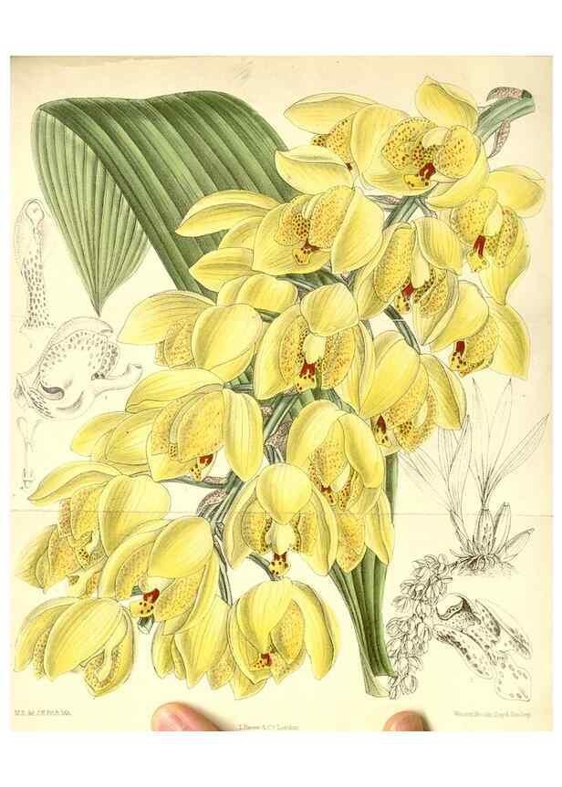 Reproducción/Reproduction 35050466010: Curtis's botanical magazine.. London ; New York [etc.] :Academic Press [etc.]