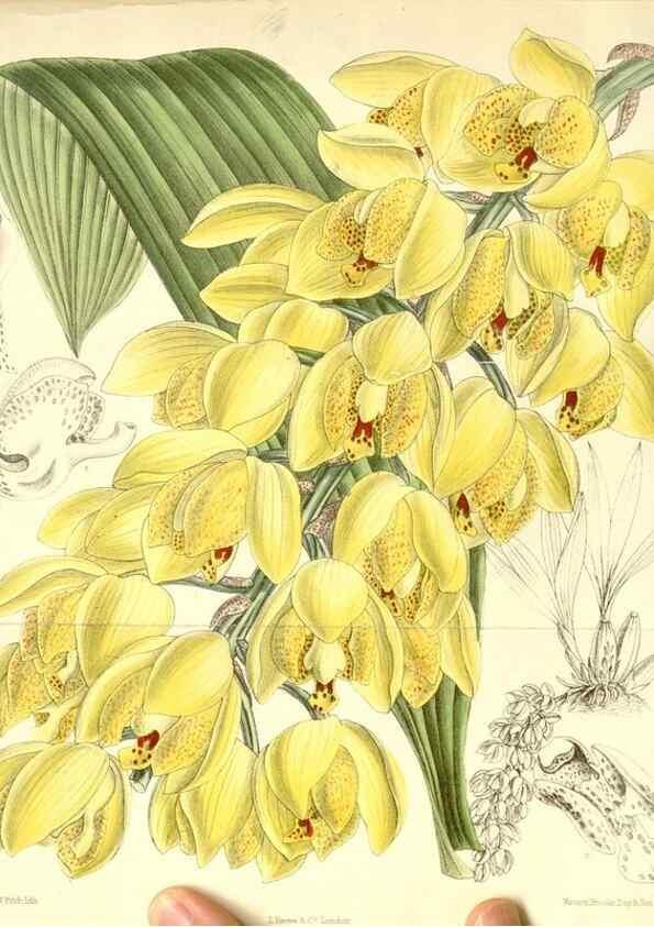 Reproducción/Reproduction 35050466010: Curtis's botanical magazine.. London ; New York [etc.] :Academic Press [etc.]