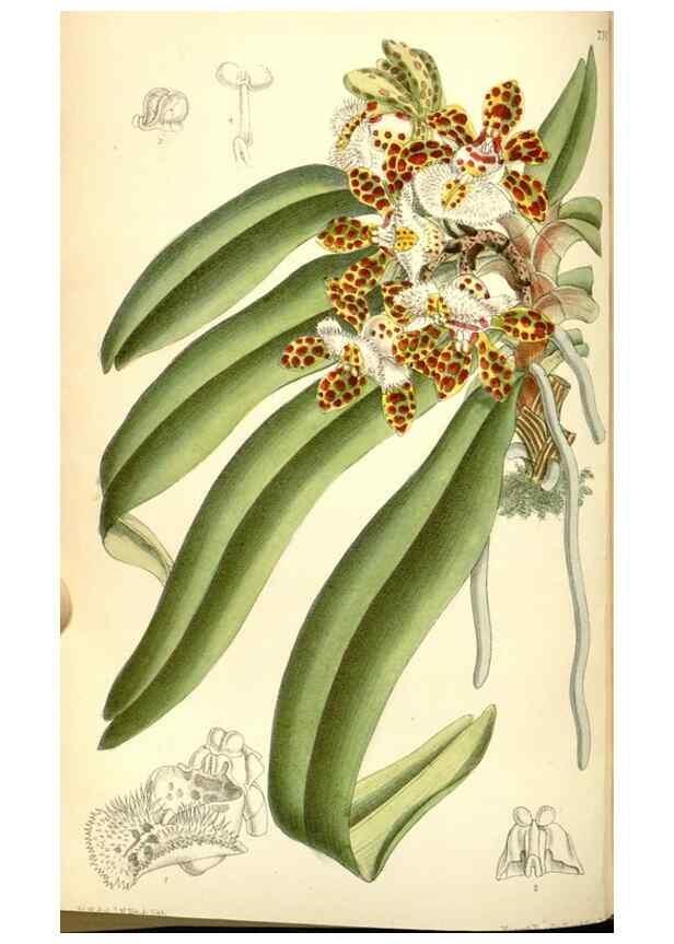 Reproducción/Reproduction 35050464170: Curtis's botanical magazine.. London ; New York [etc.] :Academic Press [etc.]