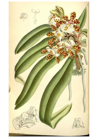 Reproducción/Reproduction 35050464170: Curtis's botanical magazine.. London ; New York [etc.] :Academic Press [etc.]