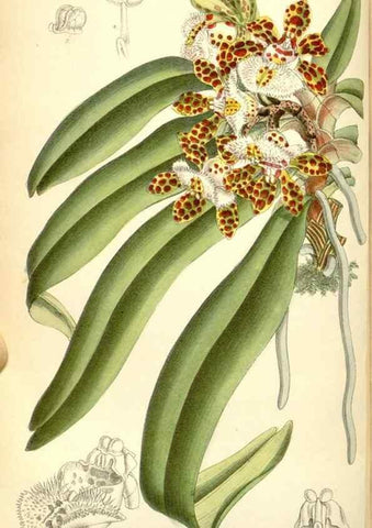 Reproducción/Reproduction 35050464170: Curtis's botanical magazine.. London ; New York [etc.] :Academic Press [etc.]