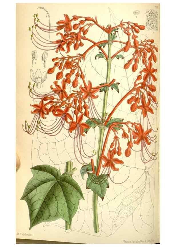 Reproducción/Reproduction 35437585275: Curtis's botanical magazine.. London ; New York [etc.] :Academic Press [etc.]