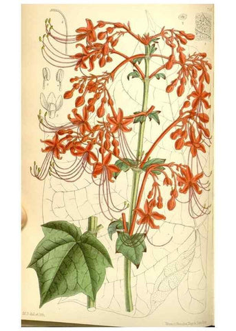Reproducción/Reproduction 35437585275: Curtis's botanical magazine.. London ; New York [etc.] :Academic Press [etc.]