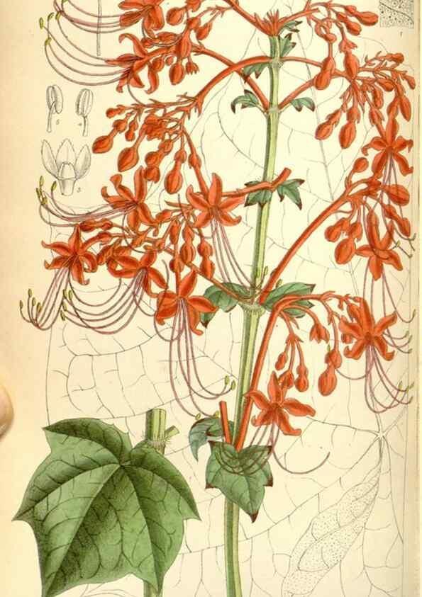 Reproducción/Reproduction 35437585275: Curtis's botanical magazine.. London ; New York [etc.] :Academic Press [etc.]