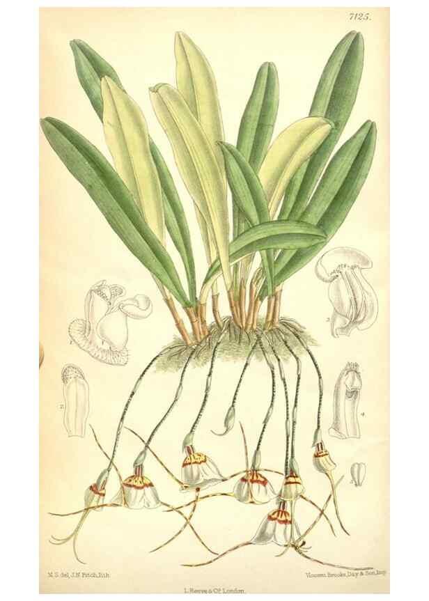 Reproducción/Reproduction 35270916662: Curtis's botanical magazine.. London ; New York [etc.] :Academic Press [etc.]