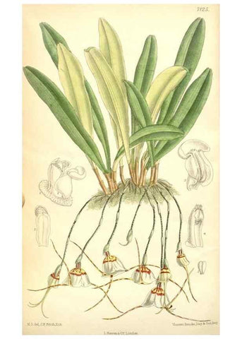 Reproducción/Reproduction 35270916662: Curtis's botanical magazine.. London ; New York [etc.] :Academic Press [etc.]