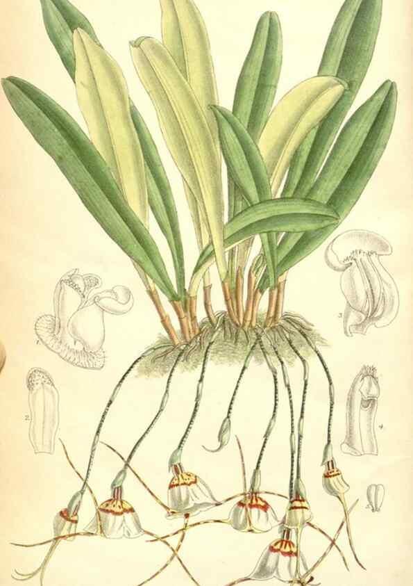 Reproducción/Reproduction 35270916662: Curtis's botanical magazine.. London ; New York [etc.] :Academic Press [etc.]