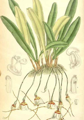 Reproducción/Reproduction 35270916662: Curtis's botanical magazine.. London ; New York [etc.] :Academic Press [etc.]