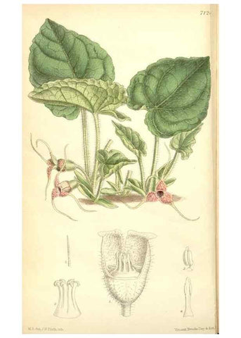 Reproducción/Reproduction 35050436340: Curtis's botanical magazine.. London ; New York [etc.] :Academic Press [etc.]
