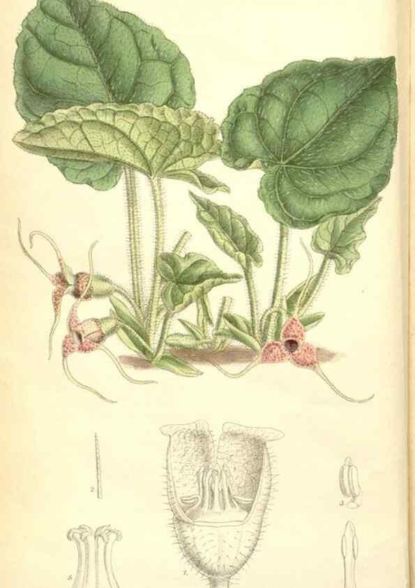 Reproducción/Reproduction 35050436340: Curtis's botanical magazine.. London ; New York [etc.] :Academic Press [etc.]
